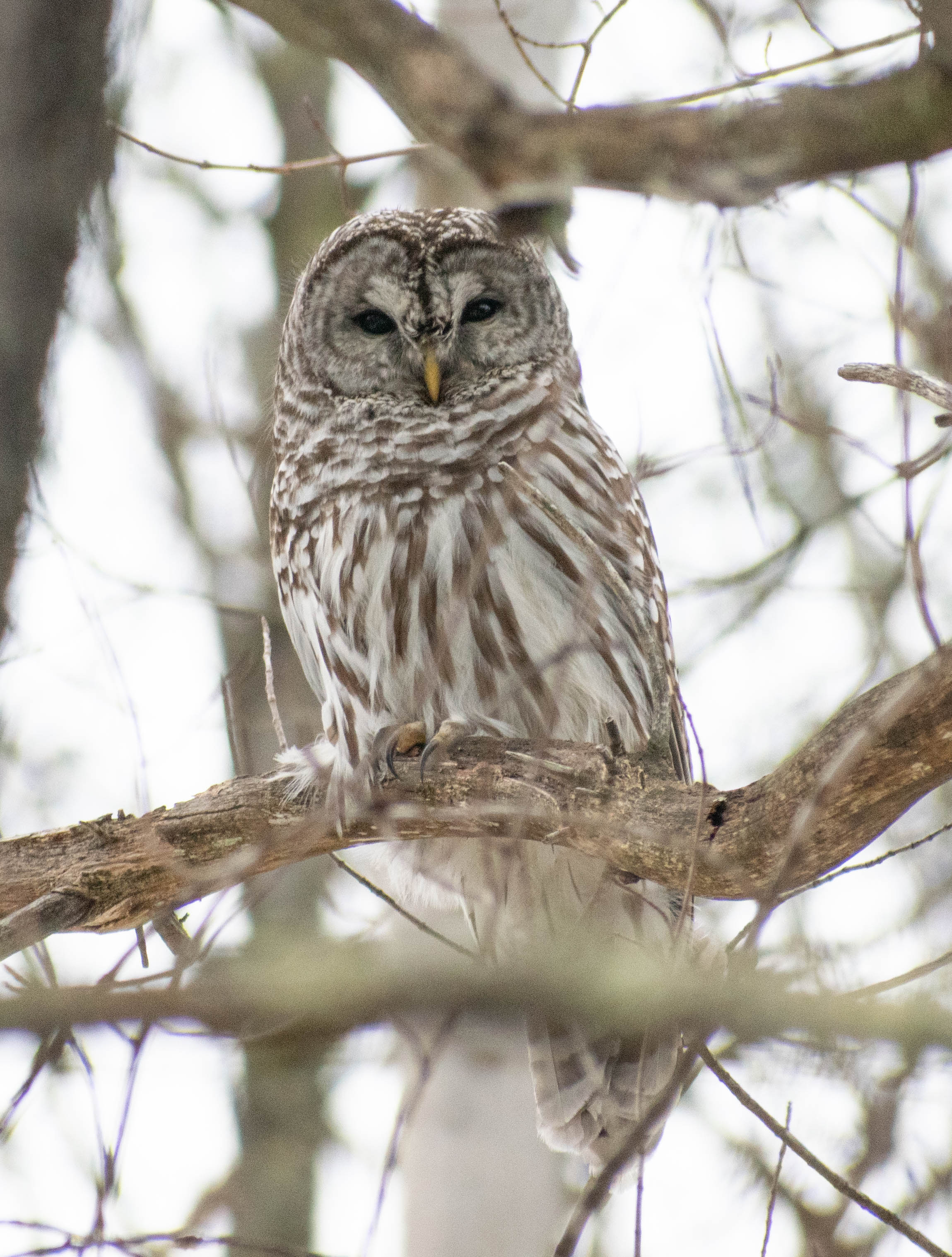 Barred Owl